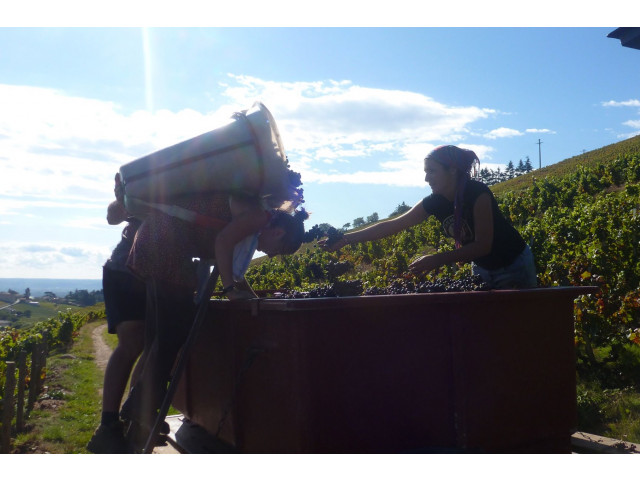 Vendanges 2014