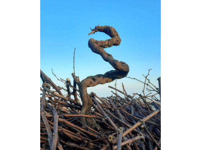 Quand tu te fais surprendre à la vigne !...