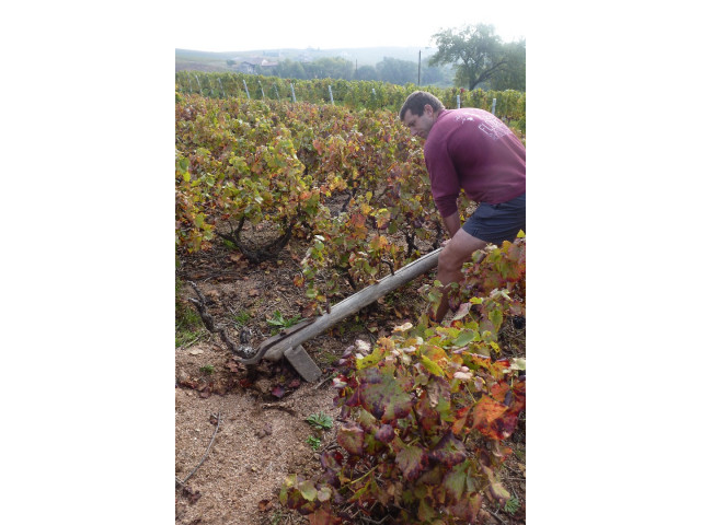 Mon travail en automne