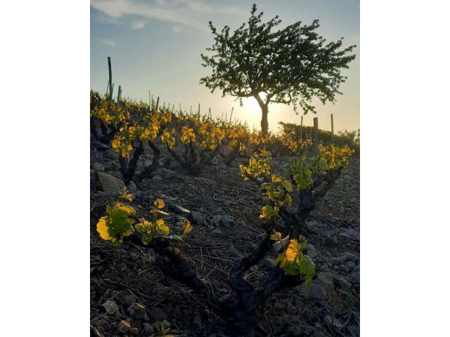 A la Saint Valérie, souvent le soleil luit !... 