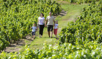 Balade dans les vignes