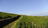 Chemin de vignes