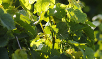 Le soleil éclaire la vigne