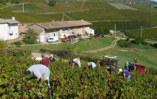 Vendanges 2014
