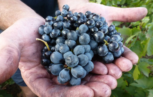 Vendanges 2015
