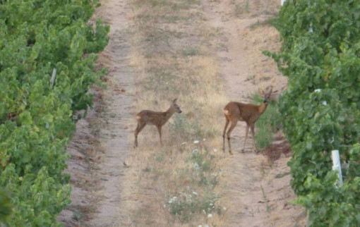 Des invités surprises au domaine...