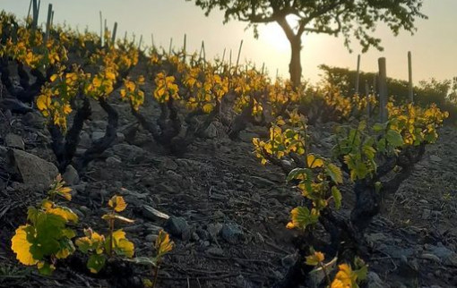 A la Saint Valérie, souvent le soleil luit !... 