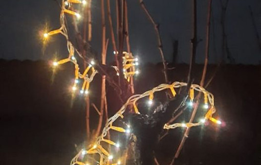 La fête des lumières s'invite dans les vignes !