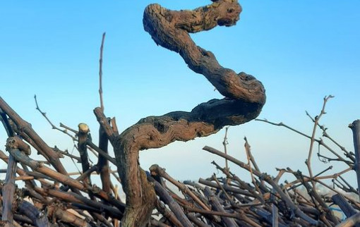 Quand tu te fais surprendre à la vigne !...