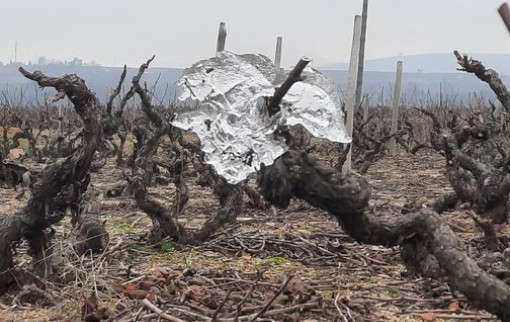 Feuille de cristal, je crois que l'hiver est bien là !... 